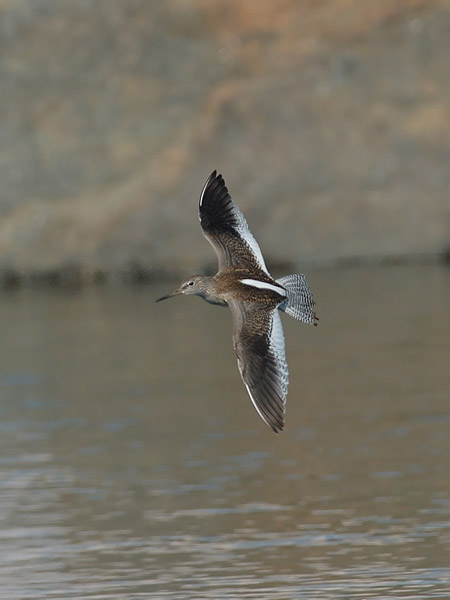 Punajalkaviklo, Common Redshank, Tringa totanus